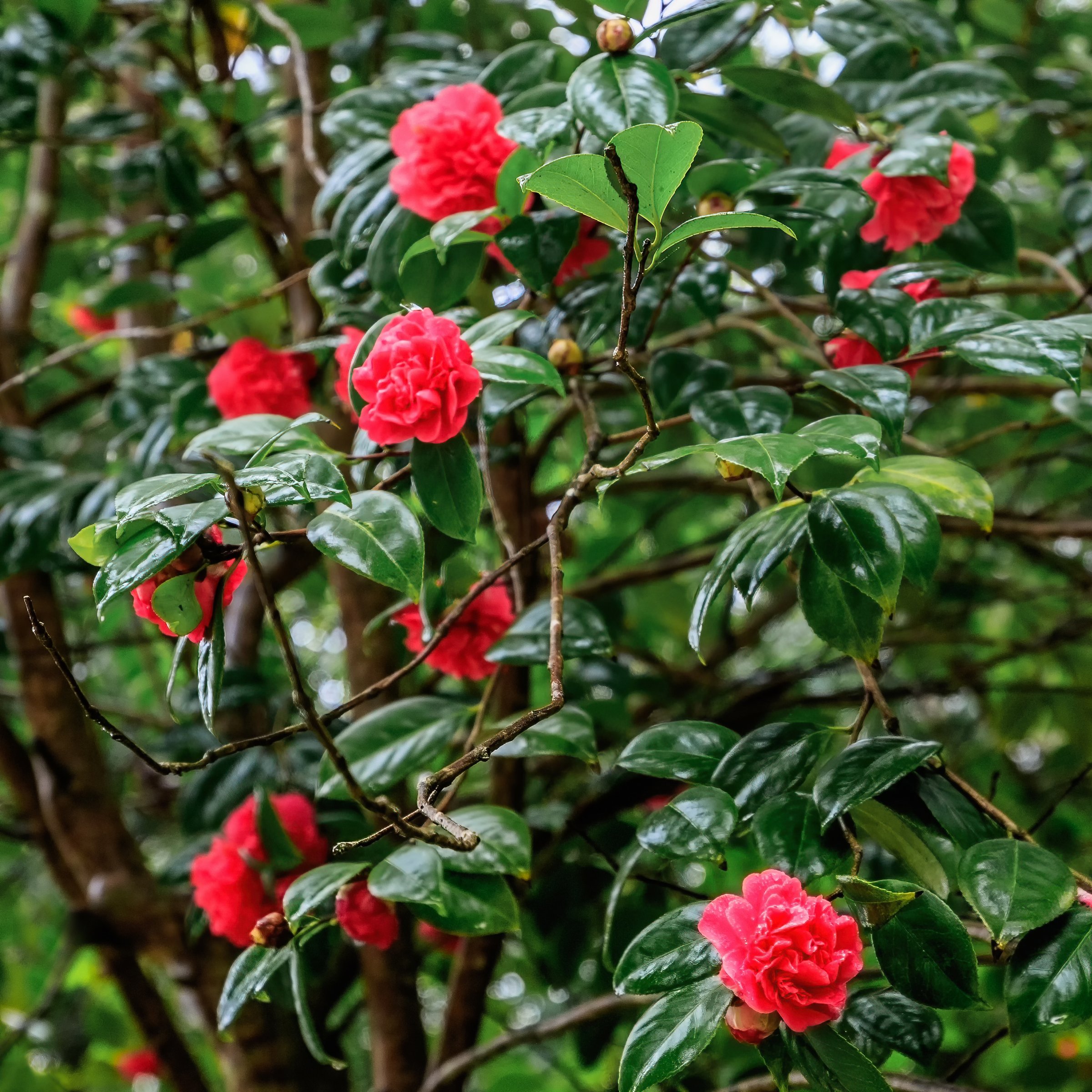 National Plant Network 1 gal. Camellia Japonica April Tryst Shrub