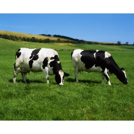 County Cork Ireland Dairy Cattle Canvas Art - The Irish Image Collection Design Pics (17 x 13)