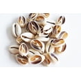 thumbnail image 2 of 100 Select Center Cut Ringtop Cowrie Shells (1/2 -1" / 12-25 mm) Beach Crafts Ocean Jewelry Nautical Decor, 2 of 4