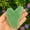 Green Jade, variant on Tool for Face, Guasha Black Obsidian Stone Face Muscle Sculptor,guasha for Jawline. Face Massager
