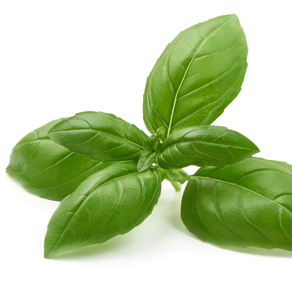 Basil Seed - Large Leaf Sweet Basil Herb Seeds - 1 LB