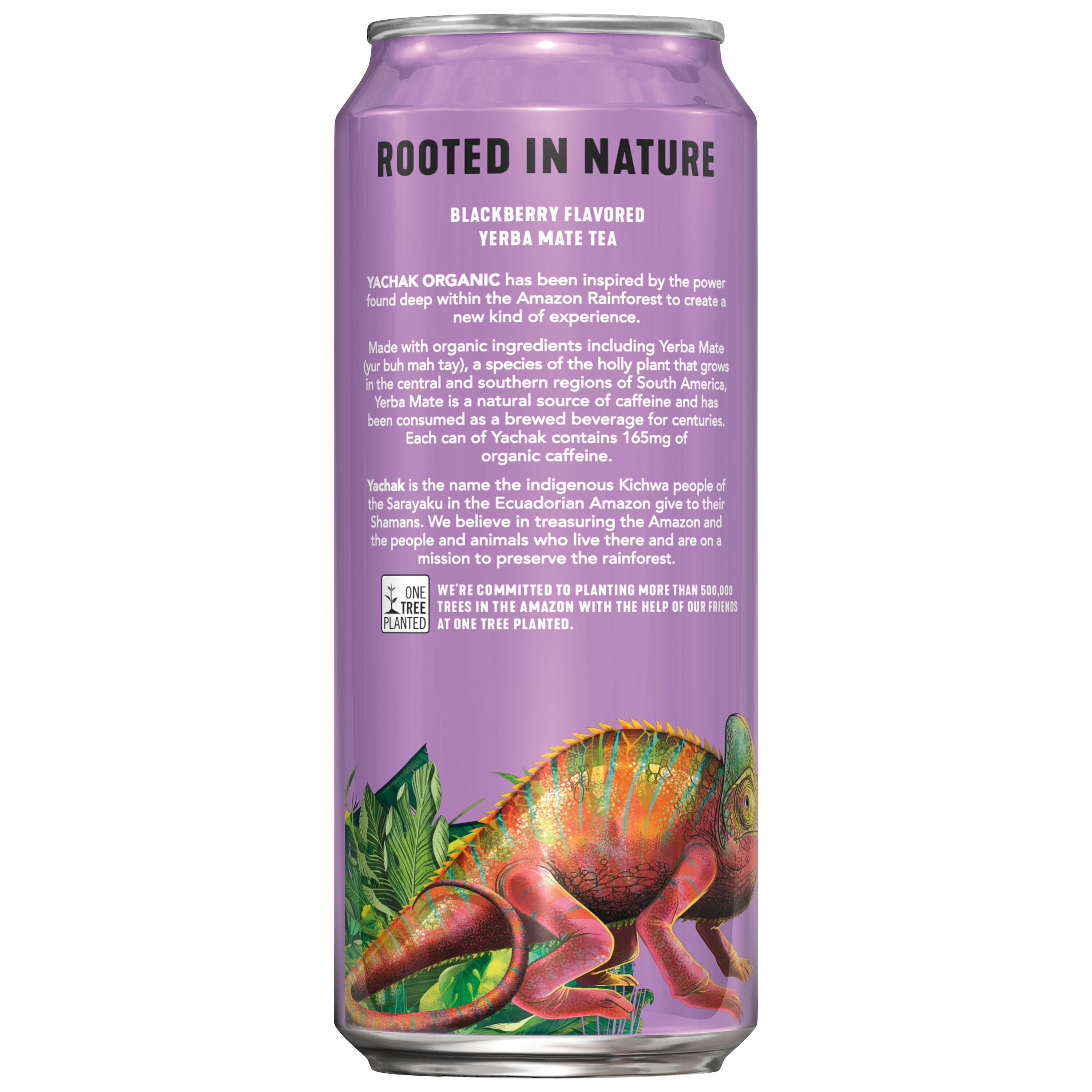 Yachak Yerba Mate Drink, Blackberry, Bottled Tea Drink, 16 oz, 12 Cans