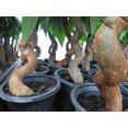 thumbnail image 3 of Wavy Trunk Pachira-Fortune Tree-4" Pot, 3 of 4