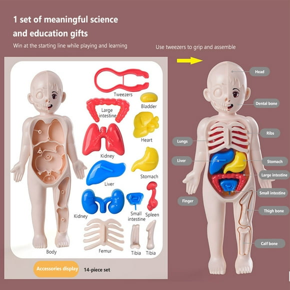 14pcs Human Body Organ Model Diy Assembled Medical Early Education Toys Teaching Aids For Children Gifts