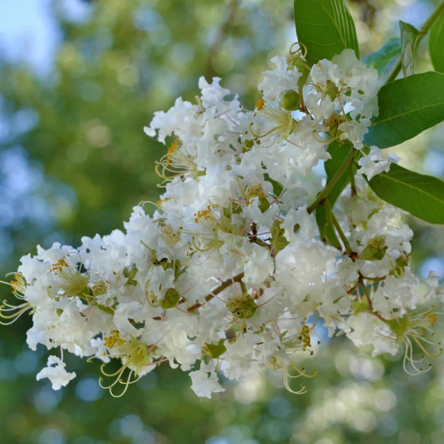 Expert Gardener 2.5 Gallon - Natchez Crape Myrtle Tree with White Blooms and Green Foliage