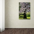 thumbnail image 3 of Trademark Fine Art "Spring Magnolia" Canvas Art by Kurt Shaffer, 3 of 4
