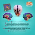 thumbnail image 2 of Juguete de anatomía cerebral humana Brain Model GiantMicrobes de 7 pulgadas, 2 of 7