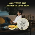 thumbnail image 6 of Aspectek Sticky Dome Flea and Bed Bug Trap – Orange & Dark Grey (2-Pack) – Bed Bug, Flea Bed Bug Trap, Bed Bugs, 6 of 7