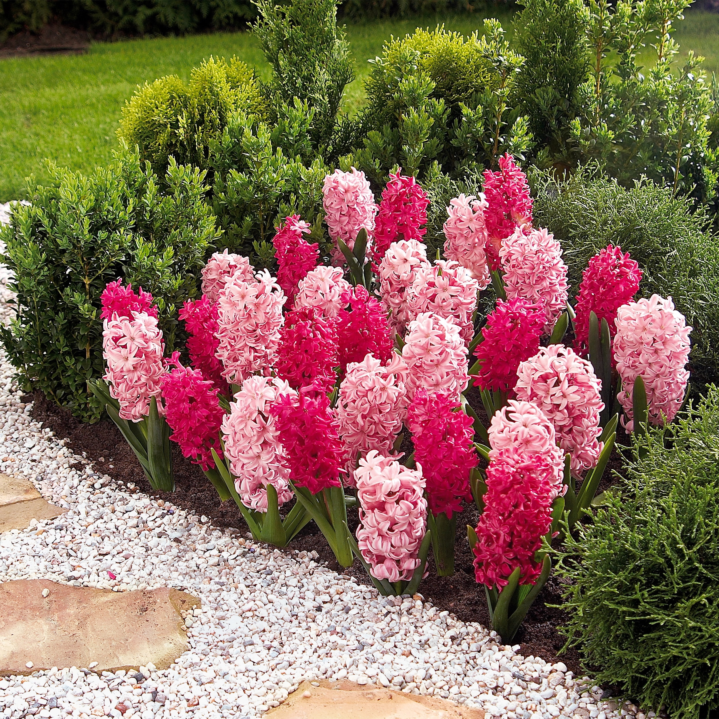 Garden State Bulb Pink Mix Hyacinth Flower Bulbs, 14/15cm, Fragrant (Bag of 25)