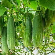 Purely Organic Marketmore 76 Cucumber Seeds (Premium Heirloom, Organic, Non-GMO, Open Pollinated, Vegetable, Full S) - Approx 140 Premium Seeds