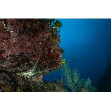 Spiny lobster in a crevase of the reef Roatan Honduras Poster Print by Brandi MuellerStocktrek (Best Gloves For Spiny Lobster)