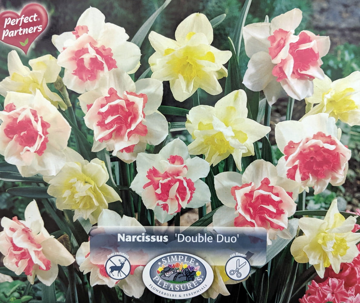 Double Duo Daffodil 15 Bulbs Replete & White Lion 12/14 cm Bulbs