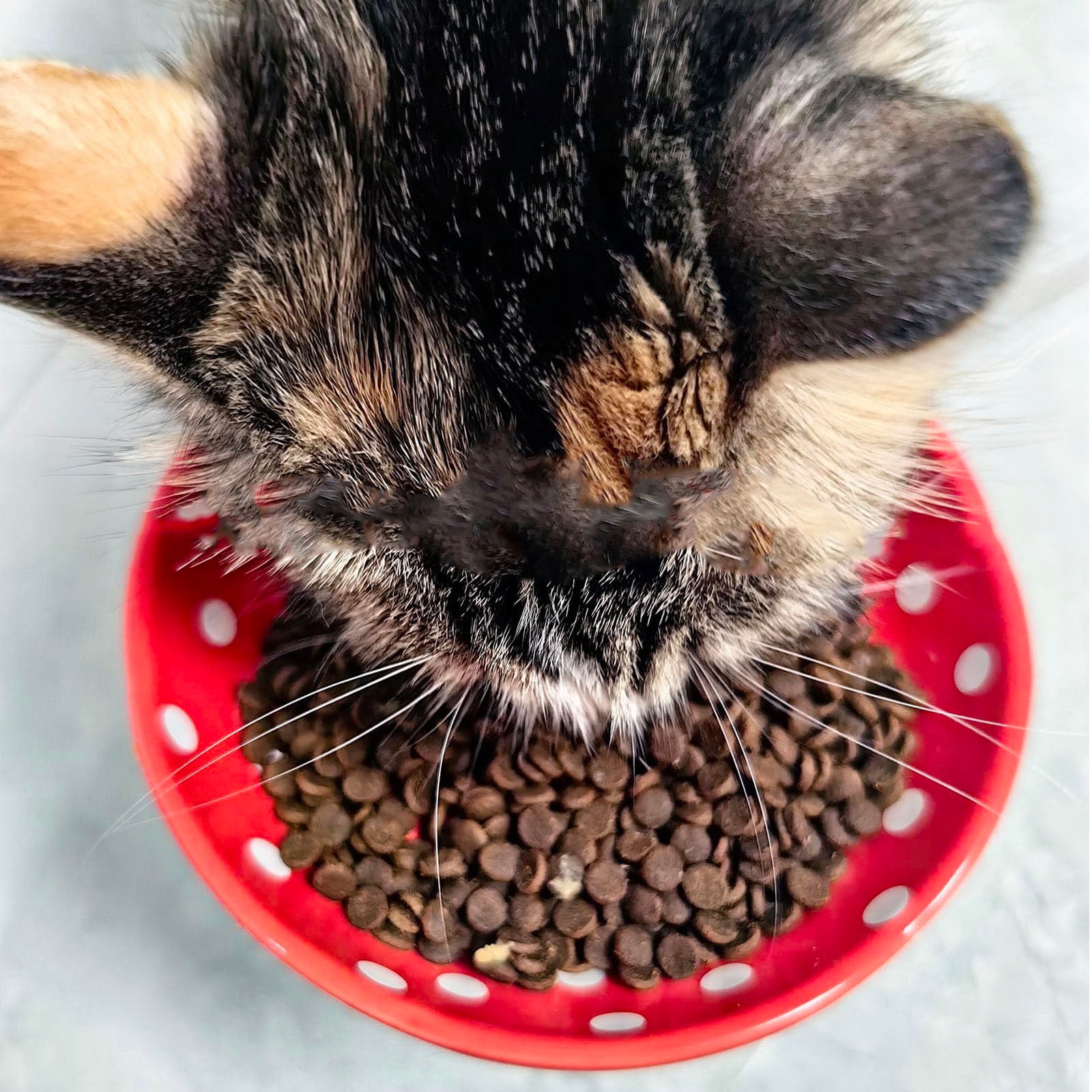 Whisker Fatigue Cat Bowl Elevated Ceramic Pet Food Dish Cute Design Non Durable Easy Clean Pet Supplies for Cats