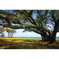 thumbnail image 3 of Hausenflock, Alan 14x11 Black Modern Framed Museum Art Print Titled - Live Oaks By The Bay II, 3 of 5
