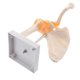thumbnail image 3 of PVC Shoulder Joint Model Structure Orthopedic Teaching Model, 3 of 5
