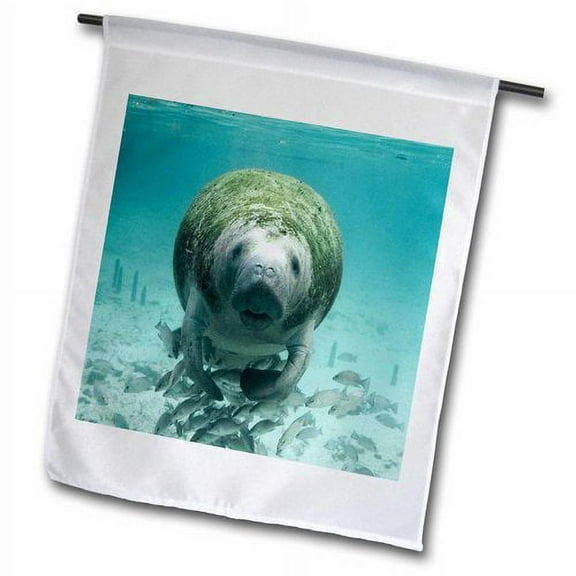 3dRose, Print of Cute Florida Manatee Underwater With Fish, 18 x 27 inch Garden Flag