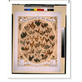 thumbnail image 2 of Historic Framed Print, The poultry of the world. Portraits of all known valuable breeds of fowls - 2, 17-7/8" x 21-7/8", 2 of 9