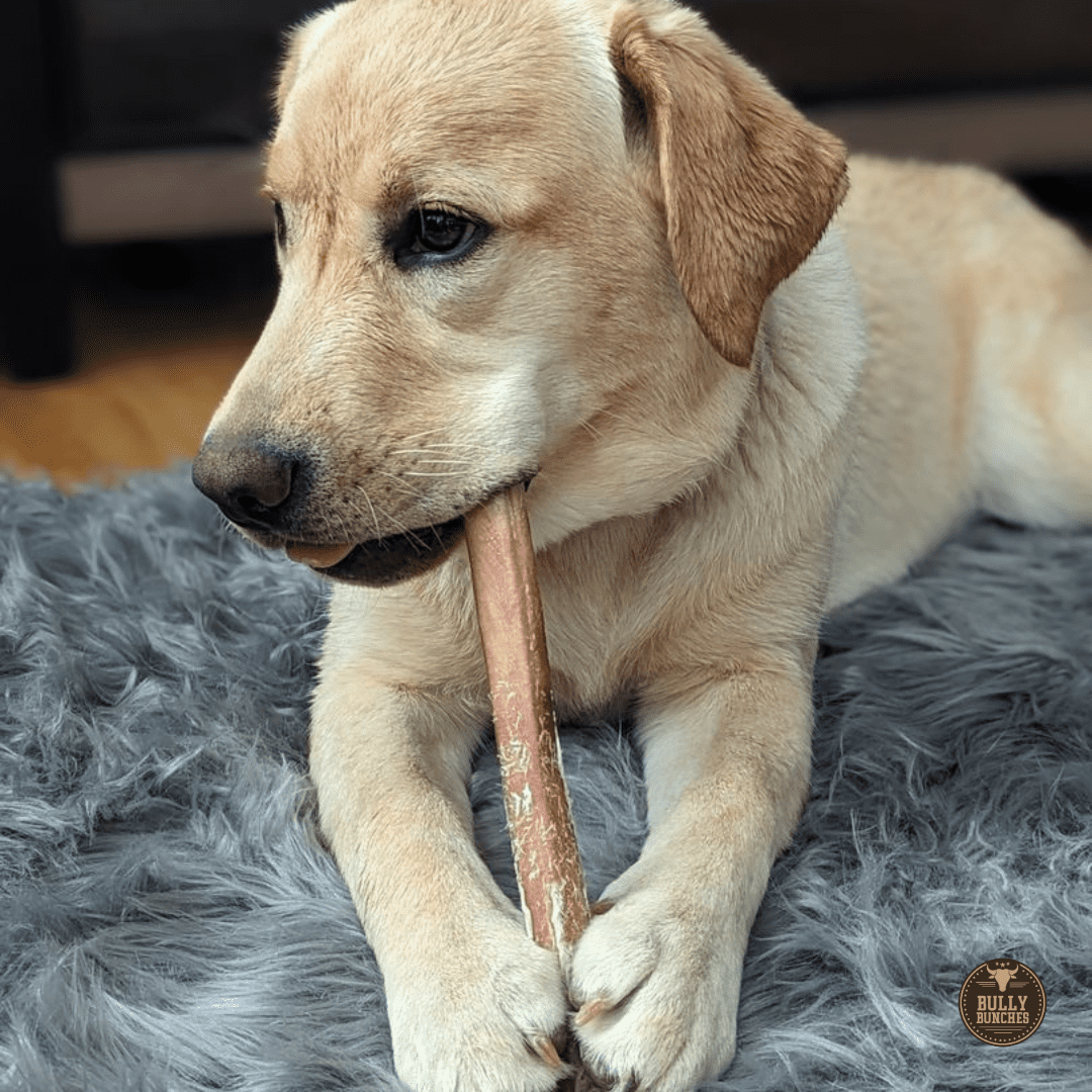 Bully Bunches Premium 12 Inch Jumbo Bully Stick - 10 Pack