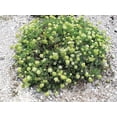 thumbnail image 3 of 40 SEA FENNEL Rock Samphire Crithmum Maritimum Fragrant Herb Edible Vegetable Yellow Flower Seeds, 3 of 10