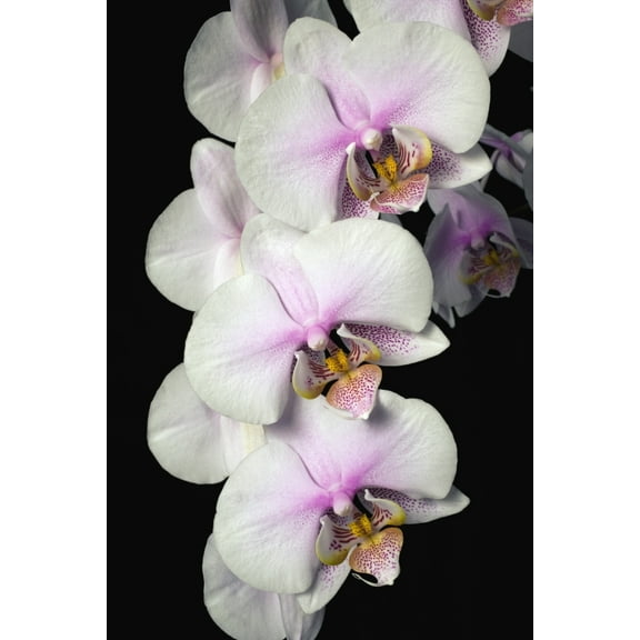Posterazzi DPI1831110 Orchids Poster Print by David Chapman, 12 x 18