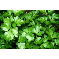 1000 * Seeds GIANT ITALIAN Flat Leaf PARSLEY Petroselinum Crispum Neapolitanum Herb