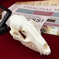 thumbnail image 4 of Calavera de mapache con forma de calavera de animal real de taxidermia para regalo educativo, 4 of 7