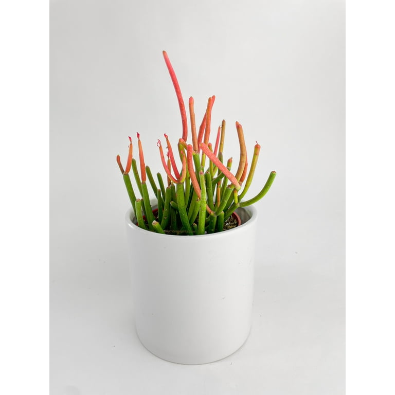 Firestick Pencil Cactus Euphorbia Tirucalli Succulent, Size: 6 pot