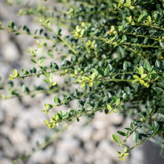 Helleri Japanese Holly - 3 Gallon Pot, Live Dwarf Evergreen Shrub, Full/Part Sun, Outdoor