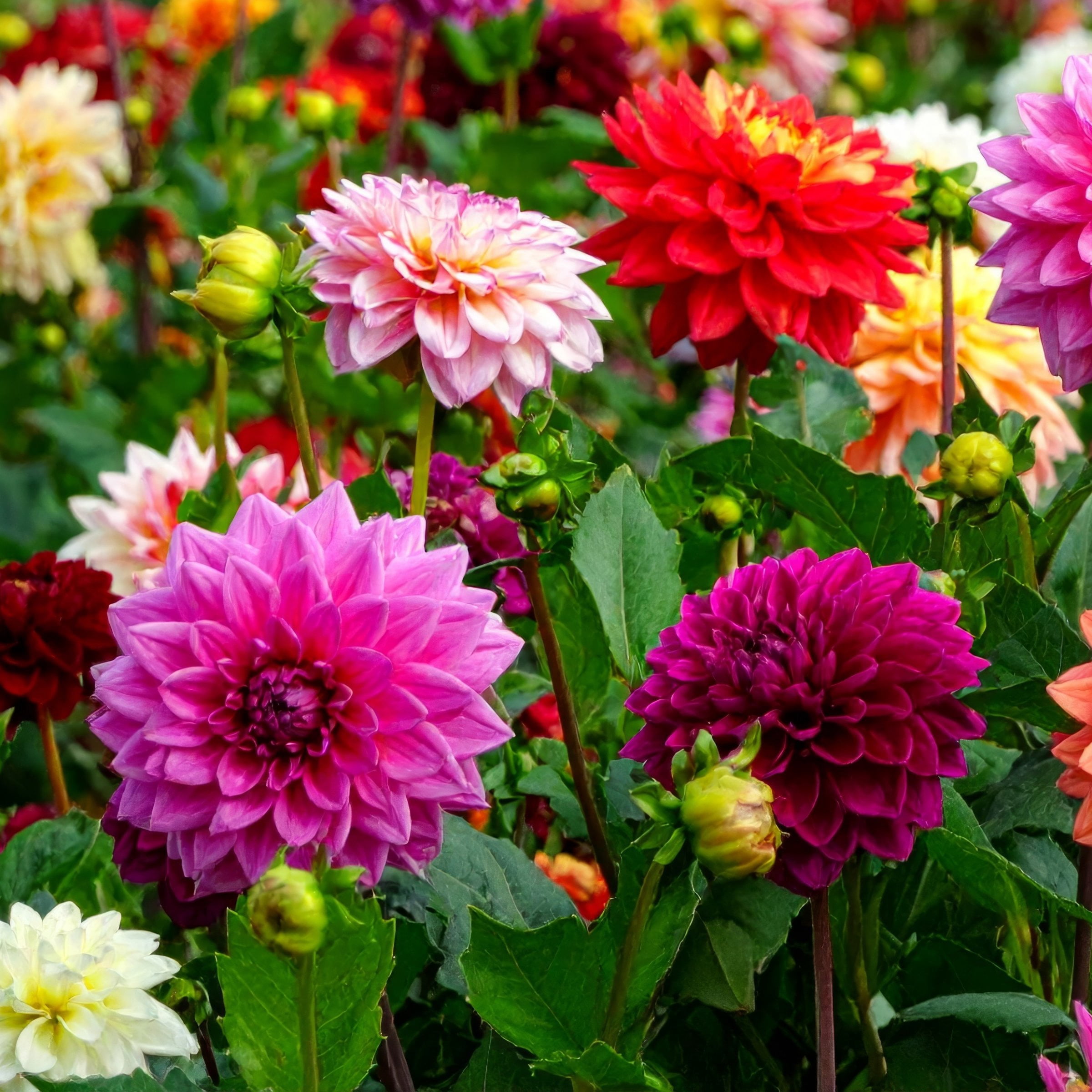 National Plant Network Dahlia Dinner Plate Mixed Bulbs (5-Pack)