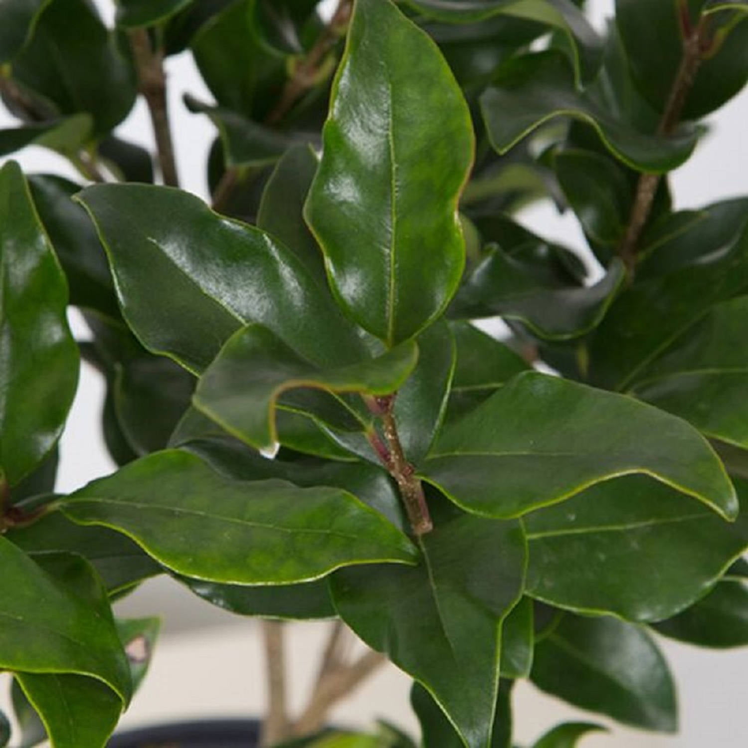 Expert Gardener Wavy Leaf Ligustrum Recurvifolium (2.5 Gallon) Evergreen Privet Shrub - Full Sun Live Outdoor Plant