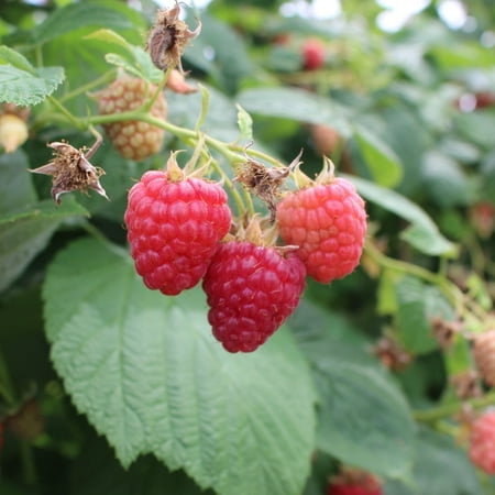 Expert Gardener 2.5QT Raspberry Boyne Small Fruit Live Plants Full Sun Red
