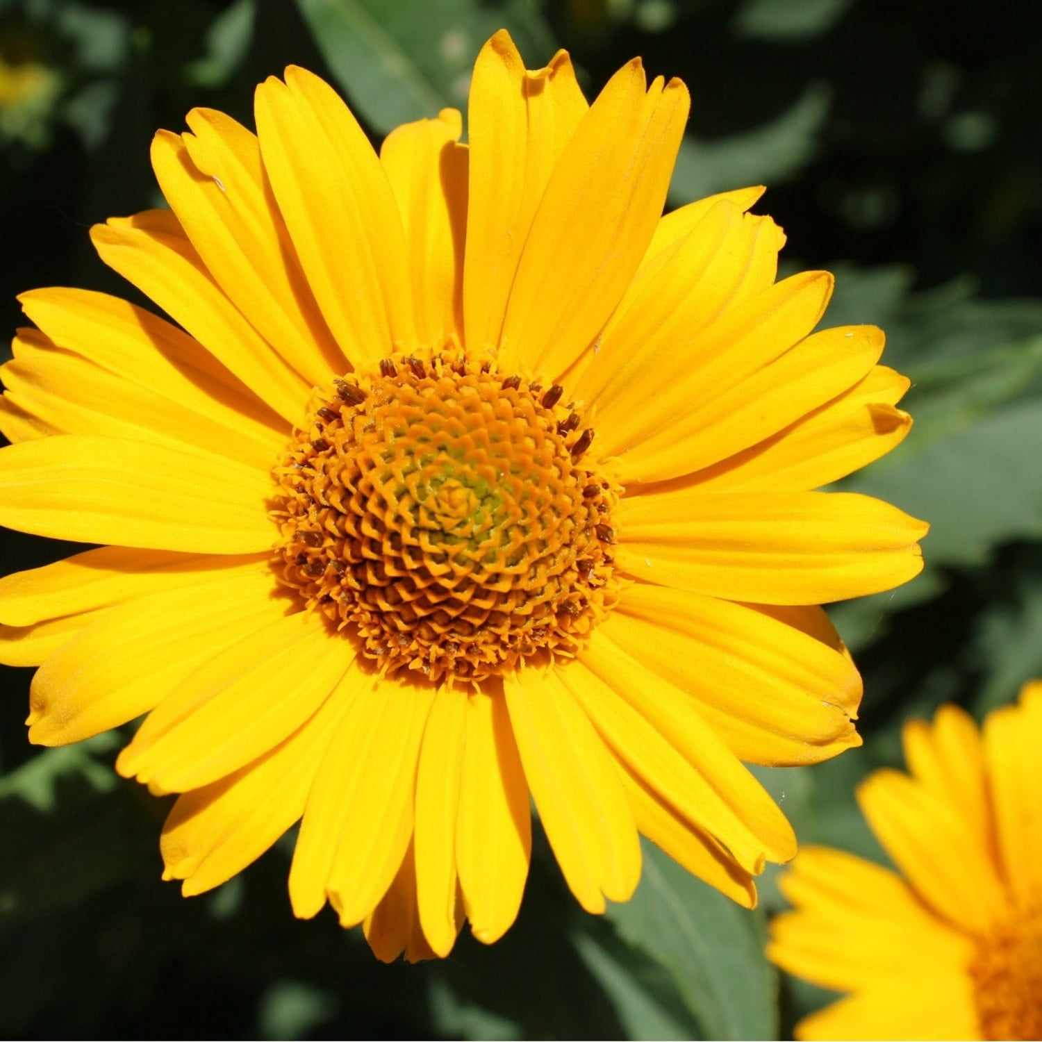 Proven Winners 4" Bright Lights Yellow African Daisy Live Plant in 4.25" Pot (4 Count)