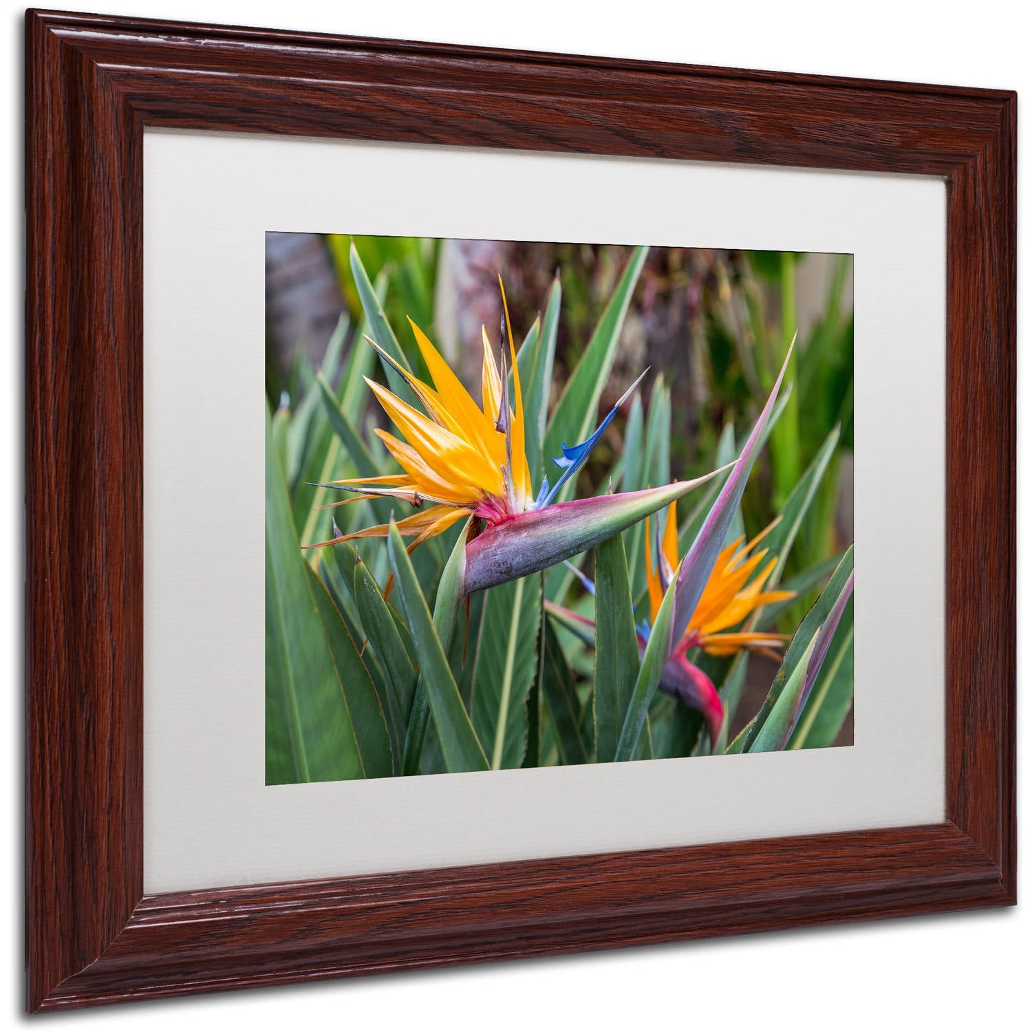 Trademark Fine Art 'Two Birds of Paradise' Canvas Art by Pierre Leclerc, White Matte, Wood Frame
