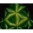thumbnail image 2 of Noble Gardner, Nancy 14x12 Black Ornate Wood Framed with Double Matting Museum Art Print Titled - NY, Slingerlands A kaleidoscope of  iris leaves, 2 of 4