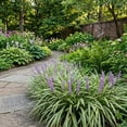 thumbnail image 4 of Expert Gardener Outdoor Live Plant Liriope Lily Turf Variegata Green Grass 2QT, Partial Shade, 4 of 7