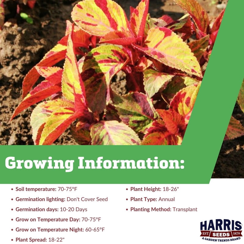 Harris Seeds Mighty Mosaic Coleus, Colorful Foliage Plant for Containers and Garden Beds, 100 Count
