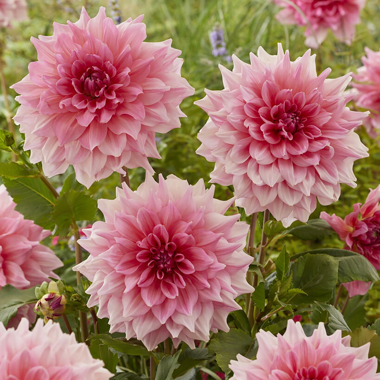 Van Zyverden Dahlias Otto's Thrill, 5 Bulbs, Red, Full Sun, Annual, Flowering