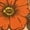 apricot-1, variant on Cozymy Women's Cowboy Floral Longhorn Skull Western Graphic Short Sleeve T-Shirt Flattering Fit Versatile Tees Tops