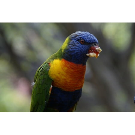 Lory Food - LAMINATED POSTER Zoo Bird Aviary Eat Lori Food Intake Loro Park Poster Print 24 x 36