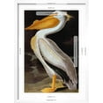thumbnail image 5 of Art.com Audubon: Pelican Giclee Print by John James Audubon, White Frame Wall Art, 17" x 23", 5 of 5