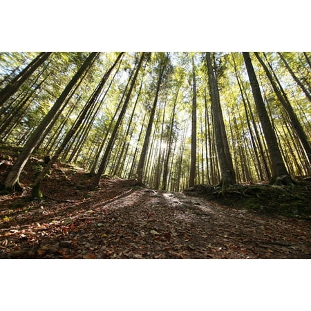 - Canvas Print Tree Wood Park Nature Forest Timber Lumber Stretched Canvas 10 x 14