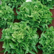 Organic Sandy Leaf Lettuce Seeds - 1 g Packet ~893 Seeds - Non-GMO, Certified Organic, Heirloom - Vegetable Garden - Lactuca sativa