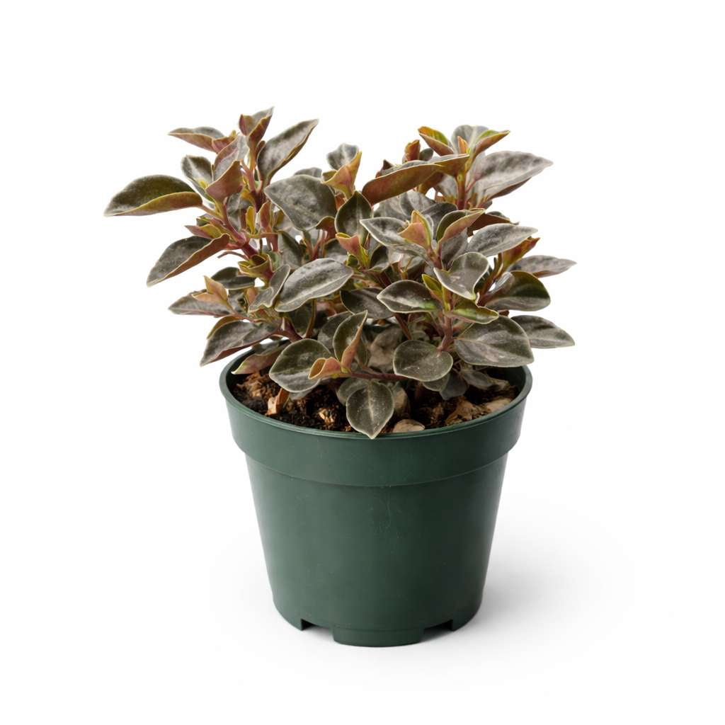 Peperomia Metallica Live Plant for Indoor | Different Houseplants in 4'' & 6'' Pot | Real House Plant for Living Room, Office, Desk & Bathroom | Metallic Peperomia