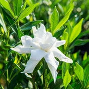 1 gal. Frost Proof Gardenia - Fragrant White Blooms - Perfect Dwarf Accent for Any Landscape