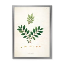 Designart 'Ancient Plant Life XIV' Farmhouse Framed Art Print