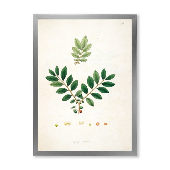Designart 'Ancient Plant Life XIV' Farmhouse Framed Art Print