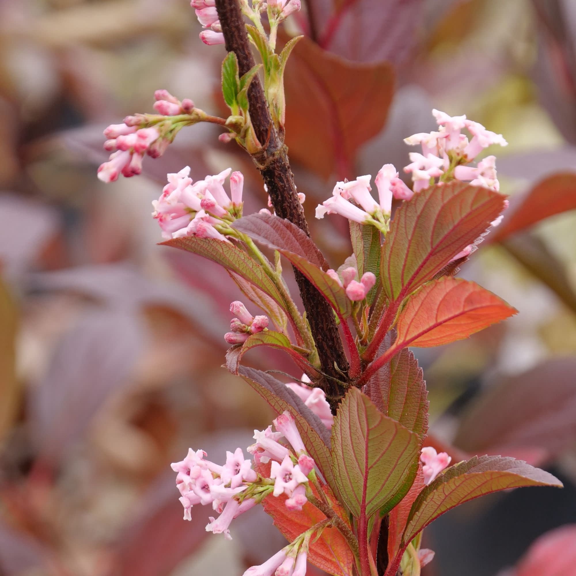 Proven Winners ColorChoice 5" Pink Sweet Talker Fragrant Viburnum Live Plant in 4.5" Pot (4 Count)