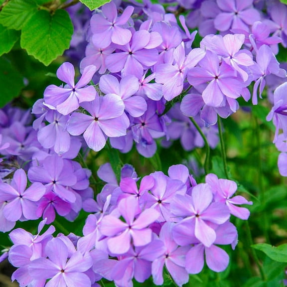 50 Blue Moon Phlox Seeds