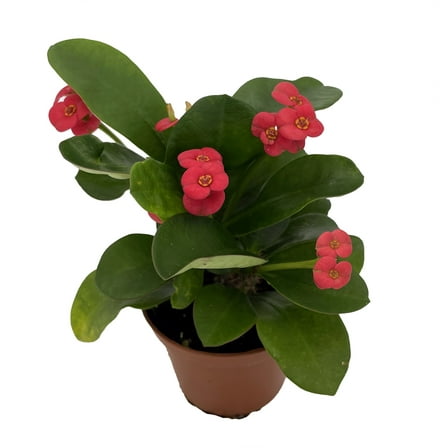 Karola Crown of Thorns Plant - Red Blooms - Euphorbia - 2.5" Pot