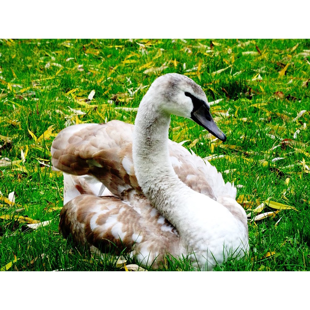 Swan Young Swan Nature Animal World12 Inch By 18 Inch Laminated